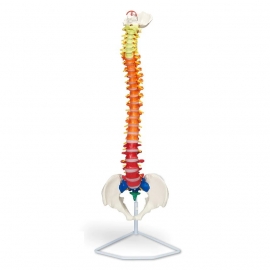 School Lab Human Spinal Columns Model